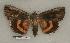  ( - 070-50-110785-VA)  @14 [ ] Copyright (2008) Unspecified Research Collection of Robert J. Borth