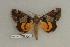  ( - 091-76-180505-FL)  @13 [ ] Copyright (2008) Unspecified Research Collection of Robert J. Borth