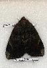  ( - 348-32-310506-FL)  @12 [ ] Copyright (2008) Unspecified Research Collection of Robert J. Borth