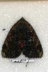  ( - 349-32-310506-FL)  @12 [ ] Copyright (2008) Unspecified Research Collection of Robert J. Borth