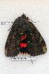  ( - 350-32-200506-FL)  @12 [ ] Copyright (2008) Unspecified Research Collection of Robert J. Borth