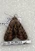 ( - 355-65-260506-FL)  @12 [ ] Copyright (2008) Unspecified Research Collection of Robert J. Borth
