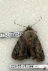  ( - 362-55-210506-FL)  @13 [ ] Copyright (2008) Unspecified Research Collection of Robert J. Borth