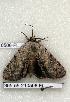  (Catocala miranda - 365-55-210506-FL)  @15 [ ] Copyright (2008) Unspecified Research Collection of Robert J. Borth