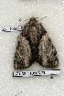  ( - 371-32-110506-FL)  @12 [ ] Copyright (2008) Unspecified Research Collection of Robert J. Borth