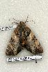  ( - 372-32-110506-FL)  @12 [ ] Copyright (2008) Unspecified Research Collection of Robert J. Borth
