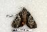  ( - 373-32-110506-FL)  @12 [ ] Copyright (2008) Unspecified Research Collection of Robert J. Borth