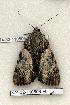  ( - 374-32-110506-FL)  @13 [ ] Copyright (2008) Unspecified Research Collection of Robert J. Borth