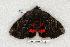  ( - 360-32-230506-FL)  @13 [ ] Copyright (2008) Unspecified Research Collection of Robert J. Borth