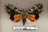  ( - 095-78-270504-TX)  @14 [ ] Copyright (2008) Unspecified Research Collection of Robert J. Borth