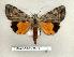  ( - 098-78-010603-TX)  @13 [ ] Copyright (2008) Unspecified Research Collection of Robert J. Borth