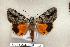  ( - 100-78-260504-TX)  @14 [ ] Copyright (2008) Unspecified Research Collection of Robert J. Borth