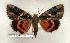  ( - 108-79-100906-WI)  @12 [ ] Copyright (2008) Unspecified Research Collection of Robert J. Borth