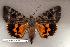  ( - 113-72-030605-FL)  @13 [ ] Copyright (2008) Unspecified Research Collection of Robert J. Borth