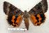  ( - 115-72-030605-FL)  @12 [ ] Copyright (2008) Unspecified Research Collection of Robert J. Borth