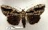  ( - 123-83-170895-IN)  @13 [ ] Copyright (2008) Unspecified Research Collection of Robert J. Borth