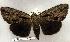  (Catocala angusi - 124-83-140801-IN)  @14 [ ] Copyright (2008) Unspecified Research Collection of Robert J. Borth