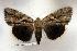  (Catocala luctuosa - 135-88-160802-IN)  @14 [ ] Copyright (2008) Unspecified Research Collection of Robert J. Borth