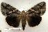  ( - 136-88-160802IN)  @12 [ ] Copyright (2008) Unspecified Research Collection of Robert J. Borth