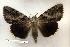  ( - 140-89-080802-MO)  @12 [ ] Copyright (2008) Unspecified Research Collection of Robert J. Borth