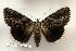  ( - 141-89-080802-MO)  @13 [ ] Copyright (2008) Unspecified Research Collection of Robert J. Borth