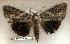  ( - 142-89-150801-IN)  @14 [ ] Copyright (2008) Unspecified Research Collection of Robert J. Borth