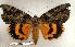  ( - 154-99-230603-AZ)  @14 [ ] Copyright (2008) Unspecified Research Collection of Robert J. Borth