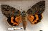  ( - 155-99-300703-AZ)  @13 [ ] Copyright (2008) Unspecified Research Collection of Robert J. Borth