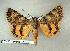  ( - 205-37-130603-TX)  @13 [ ] Copyright (2008) Unspecified Research Collection of Robert J. Borth