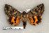  (Catocala mcdunnoughi - 204-39-220705-CA)  @13 [ ] Copyright (2008) Unspecified Research Collection of Robert J. Borth