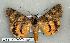  ( - 206-37-120603-TX)  @13 [ ] Copyright (2008) Unspecified Research Collection of Robert J. Borth