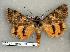  ( - 207-37-130603-TX)  @13 [ ] Copyright (2008) Unspecified Research Collection of Robert J. Borth