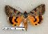  (Catocala abbreviatella - 214-41-250503-OK)  @14 [ ] Copyright (2008) Unspecified Research Collection of Robert J. Borth