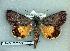  ( - 217-45-130602-OK)  @14 [ ] Copyright (2008) Unspecified Research Collection of Robert J. Borth
