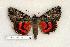 ( - 228-53-230603-AZ)  @14 [ ] Copyright (2008) Unspecified Research Collection of Robert J. Borth
