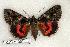  (Catocala ophelia - 230-54-220705-CA)  @15 [ ] Copyright (2008) Unspecified Research Collection of Robert J. Borth