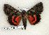  ( - 231-54-240705-CA)  @14 [ ] Copyright (2008) Unspecified Research Collection of Robert J. Borth
