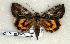  (Catocala pretiosa - 247-59-150504-TX)  @14 [ ] Unspecified (default): All Rights Reserved  Unspecified Unspecified