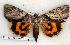  (Catocala lincolnana - 251-60-140504-TX)  @14 [ ] Copyright (2008) Unspecified Research Collection of Robert J. Borth