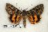  ( - 252-62-240705-CA)  @14 [ ] Copyright (2008) Unspecified Research Collection of Robert J. Borth