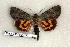  ( - 256-64-170504-TX)  @13 [ ] Copyright (2008) Unspecified Research Collection of Robert J. Borth