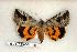  ( - 265-73-010506-FL)  @13 [ ] Copyright (2008) Unspecified Research Collection of Robert J. Borth