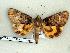  ( - 267-74-210599-FL)  @13 [ ] Copyright (2008) Unspecified Research Collection of Robert J. Borth