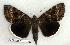  ( - 272-73-020506-FL)  @14 [ ] Copyright (2008) Unspecified Research Collection of Robert J. Borth