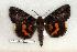  ( - 273-74-030506-FL)  @13 [ ] Copyright (2008) Unspecified Research Collection of Robert J. Borth