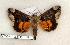  ( - 277-76-030506-FL)  @14 [ ] Copyright (2008) Unspecified Research Collection of Robert J. Borth