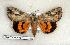  ( - 278-76-300406-FL)  @13 [ ] Copyright (2008) Unspecified Research Collection of Robert J. Borth
