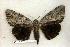  ( - 287-91-210706-FL)  @14 [ ] Copyright (2008) Unspecified Research Collection of Robert J. Borth