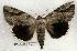  ( - 294-93-130802-IN)  @13 [ ] Copyright (2008) Unspecified Research Collection of Robert J. Borth