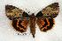 ( - 295-96-090802-KY)  @14 [ ] Copyright (2008) Unspecified Research Collection of Robert J. Borth
